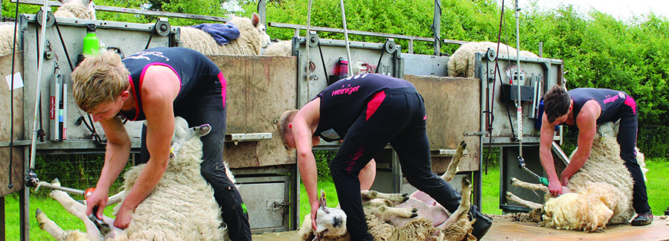 Clean cut key to maximising wool value