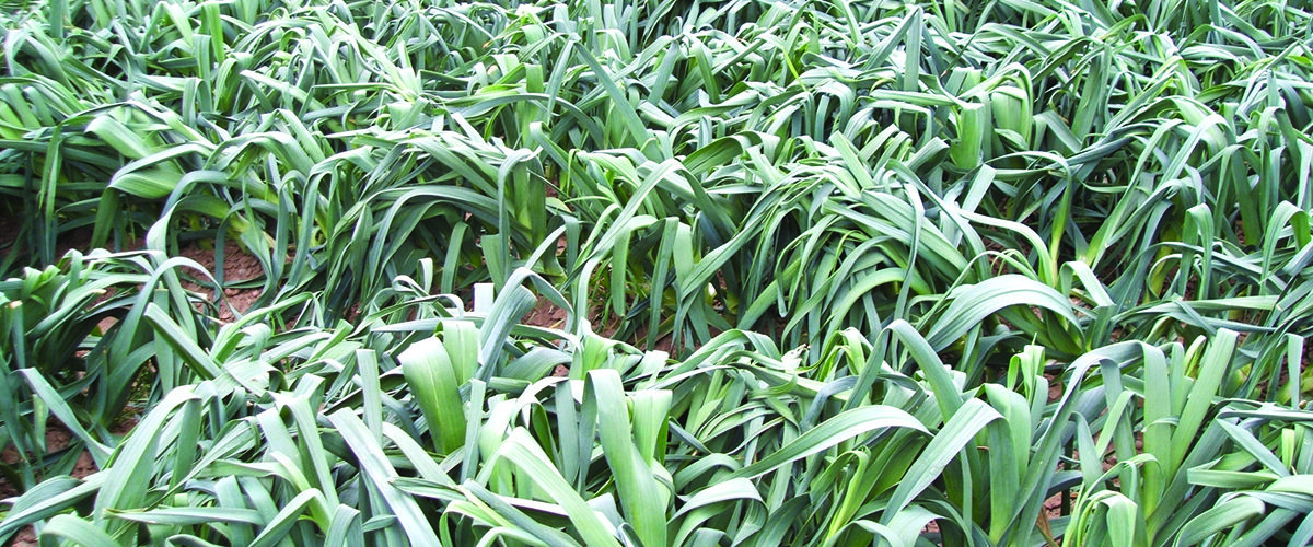 Farm trials aim to secure future of leek production