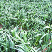Farm trials aim to secure future of leek production
