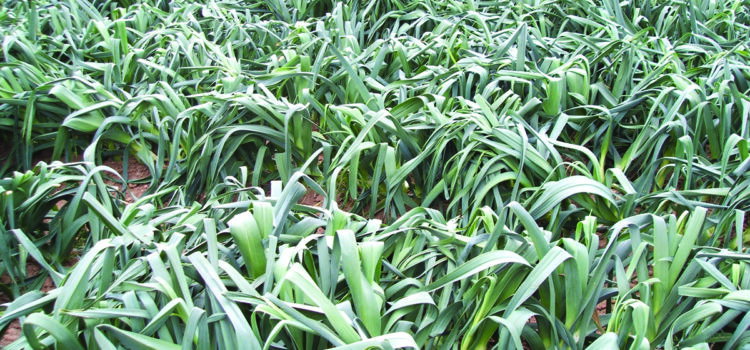 Farm trials aim to secure future of leek production