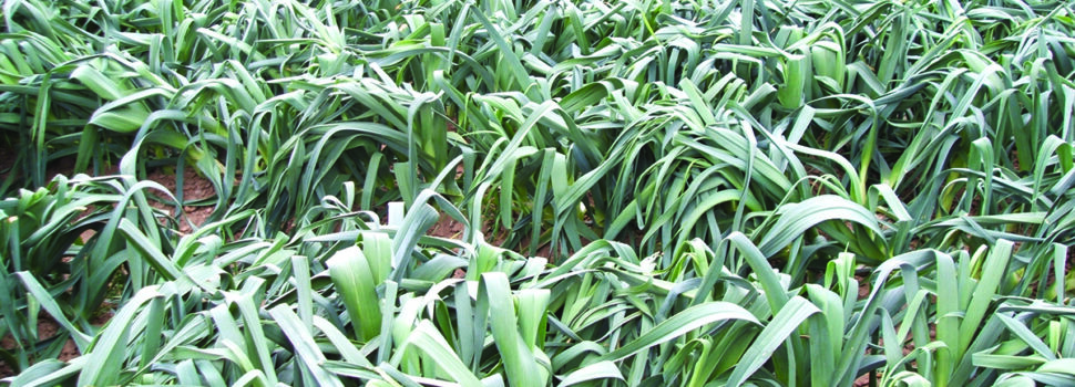 Farm trials aim to secure future of leek production