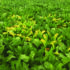 Growers warned over rising virus yellows risk