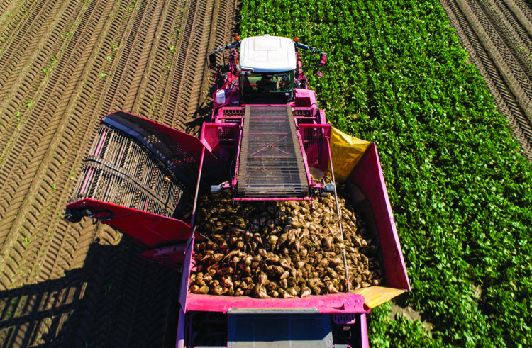 Trial tests low-input sugar beet at Elveden
