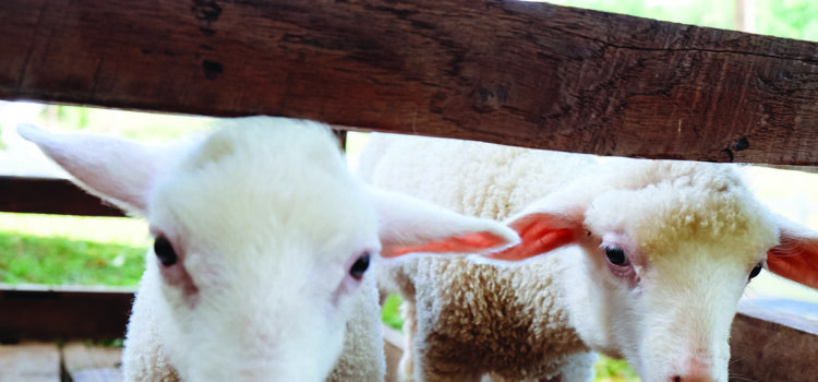 Watch the sheep, not the calendar