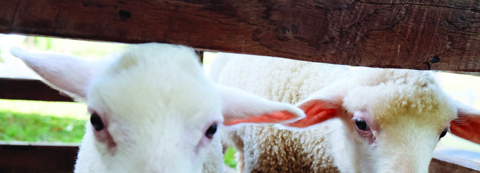 Watch the sheep, not the calendar