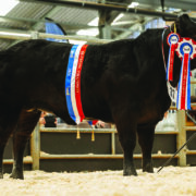 Beef sector determined to invest, innovate and grow