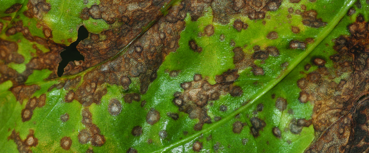 How biostimulant boosts sugar beet canopies