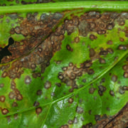 How biostimulant boosts sugar beet canopies