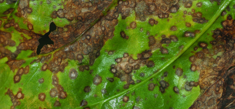 How biostimulant boosts sugar beet canopies