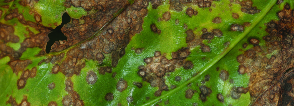 How biostimulant boosts sugar beet canopies