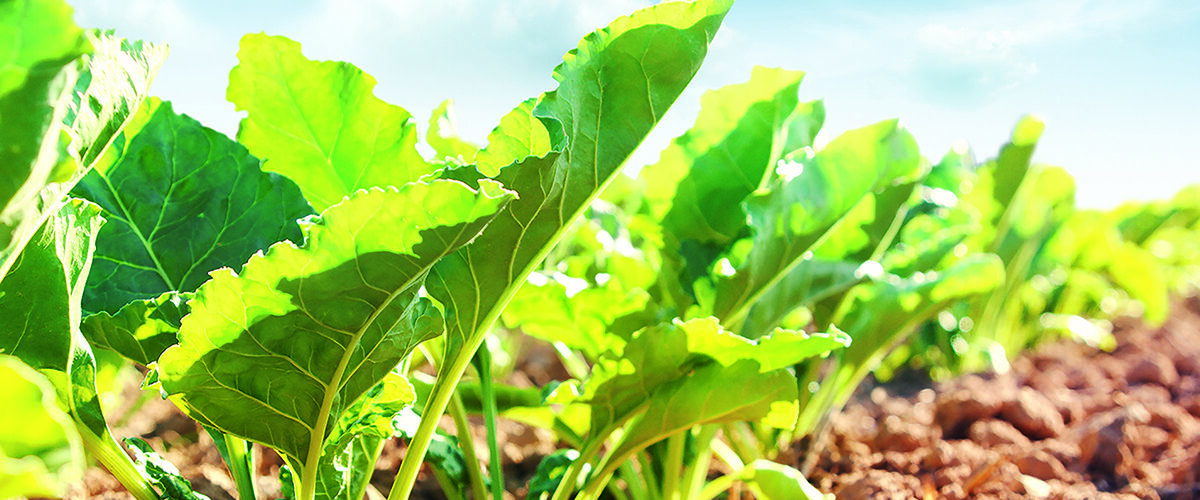 Norfolk estate trials low carbon liquid fertiliser