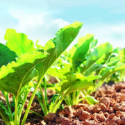 Norfolk estate trials low carbon liquid fertiliser
