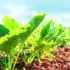 Norfolk estate trials low carbon liquid fertiliser