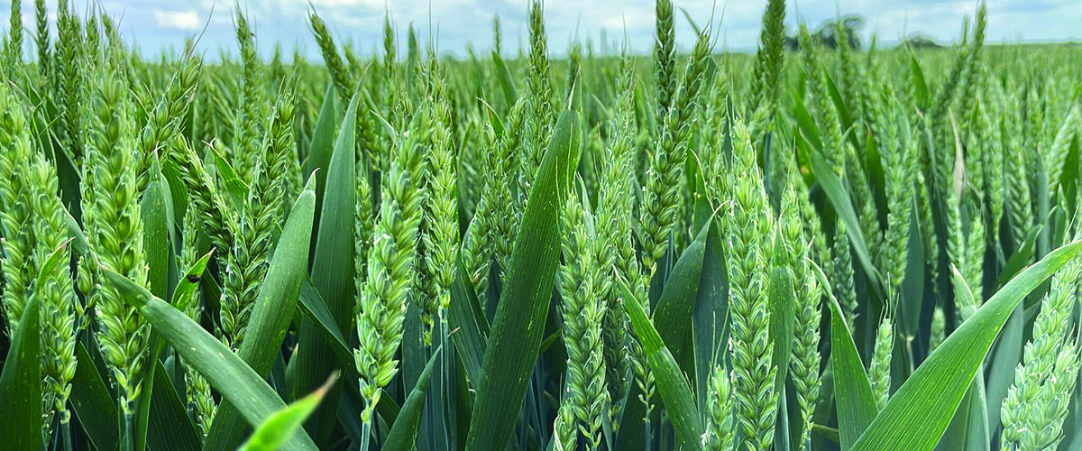 New wheat targeted protein with less nitrogen