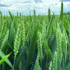 New wheat targeted protein with less nitrogen