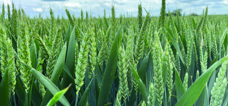 New wheat targeted protein with less nitrogen