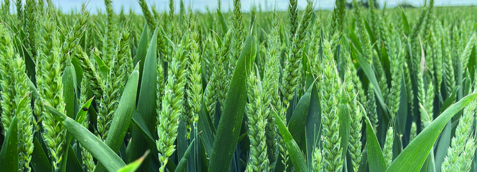 New wheat targeted protein with less nitrogen
