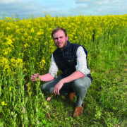 Candidate oilseed rape variety targets top yield spot