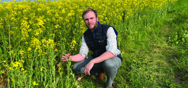 Candidate oilseed rape variety targets top yield spot