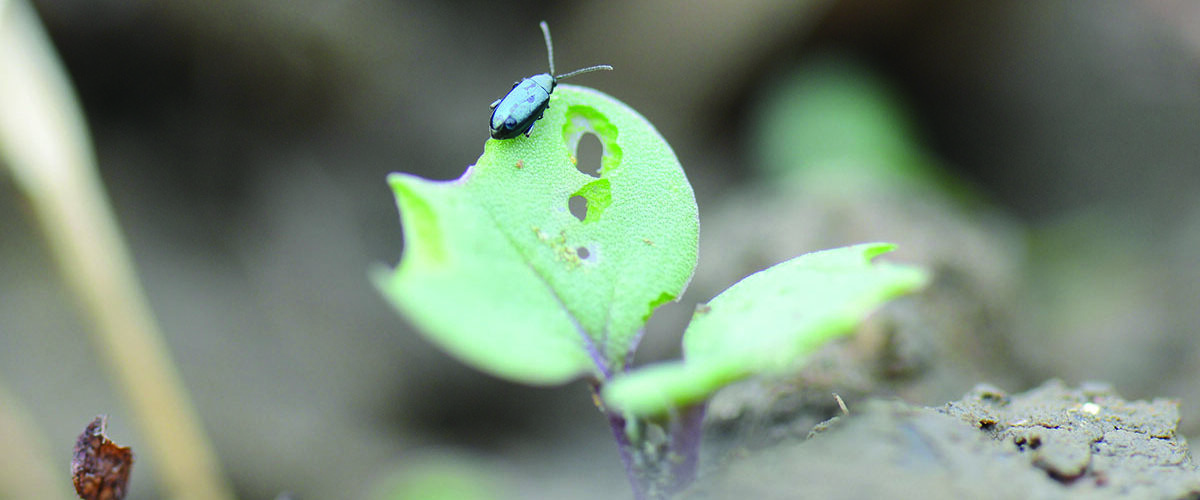 How cultivating rape stubble reduces pest pressure