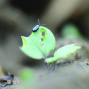 How cultivating rape stubble reduces pest pressure