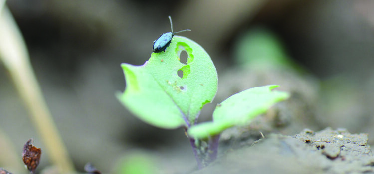 How cultivating rape stubble reduces pest pressure