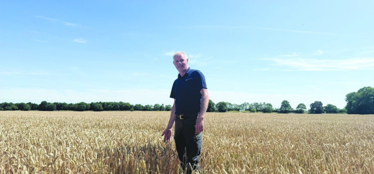 New wheat variety could replace old favourites