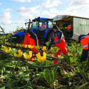Suffolk farm joins LEAF network