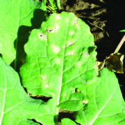 How varietal choice can combat light leaf spot