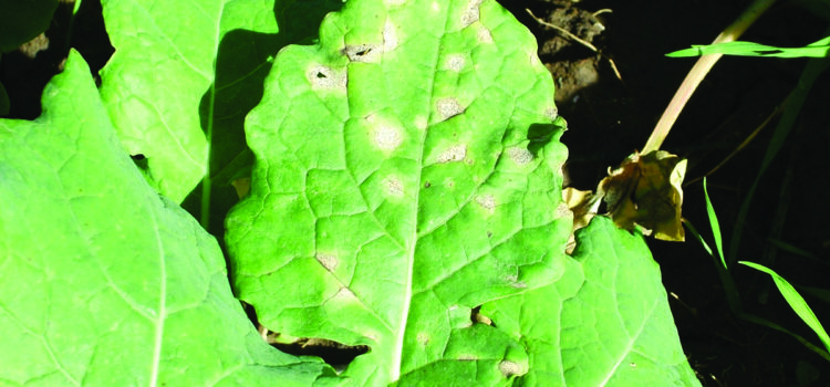 How varietal choice can combat light leaf spot