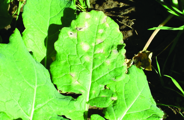How varietal choice can combat light leaf spot