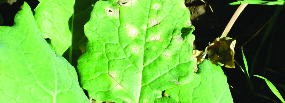 How varietal choice can combat light leaf spot
