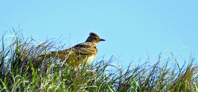 Supplementary feeding boosts bird numbers
