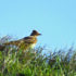 Supplementary feeding boosts bird numbers