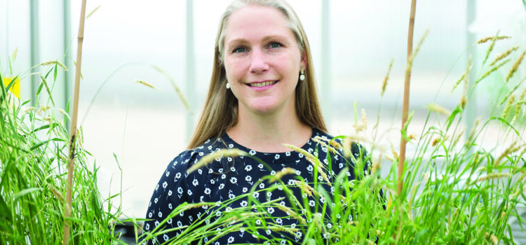 Rothamsted scientists reinforce herbicide resistance strategy