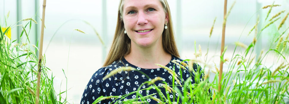 Rothamsted scientists reinforce herbicide resistance strategy