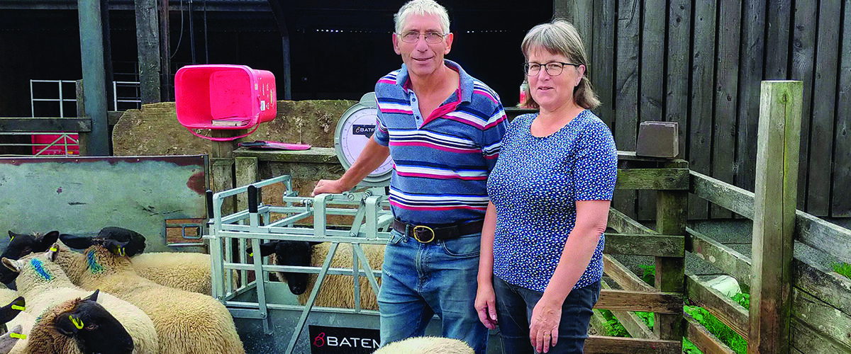 Top tips to tackle sheep lameness