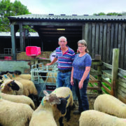 Top tips to tackle sheep lameness