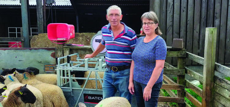 Top tips to tackle sheep lameness