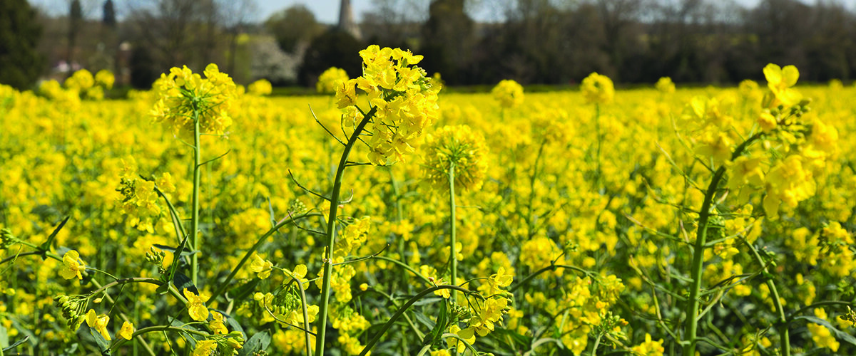 Oilseed rape: Building back stronger