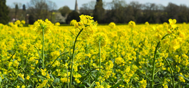 Oilseed rape: Building back stronger