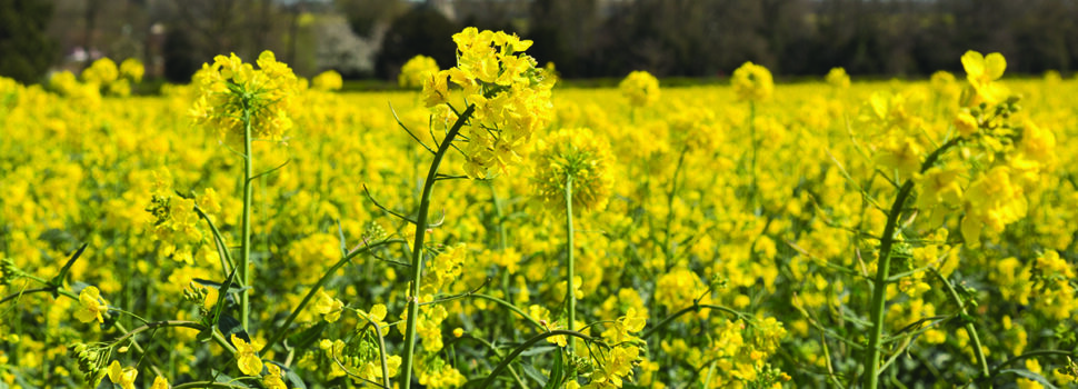 Oilseed rape: Building back stronger