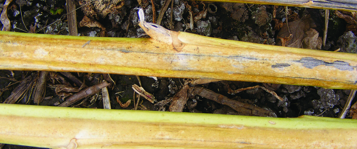 Resistant varieties offer defence against verticillium stripe