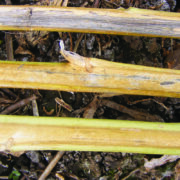 Resistant varieties offer defence against verticillium stripe