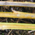 Resistant varieties offer defence against verticillium stripe