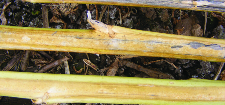 Resistant varieties offer defence against verticillium stripe
