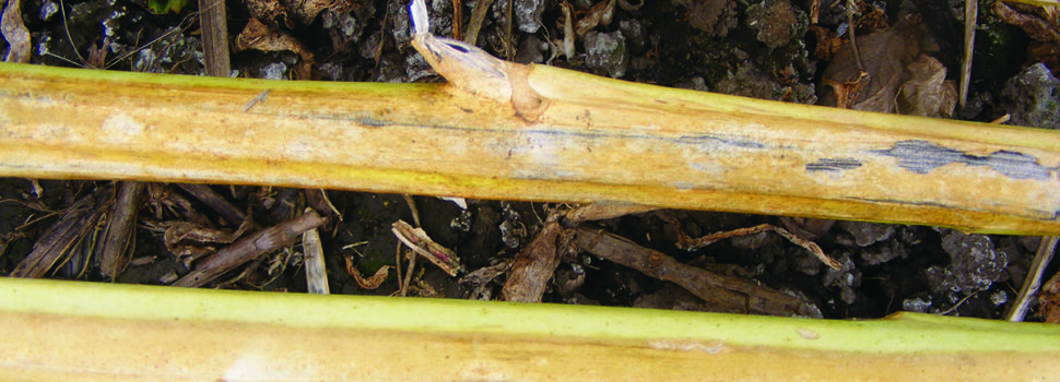 Resistant varieties offer defence against verticillium stripe