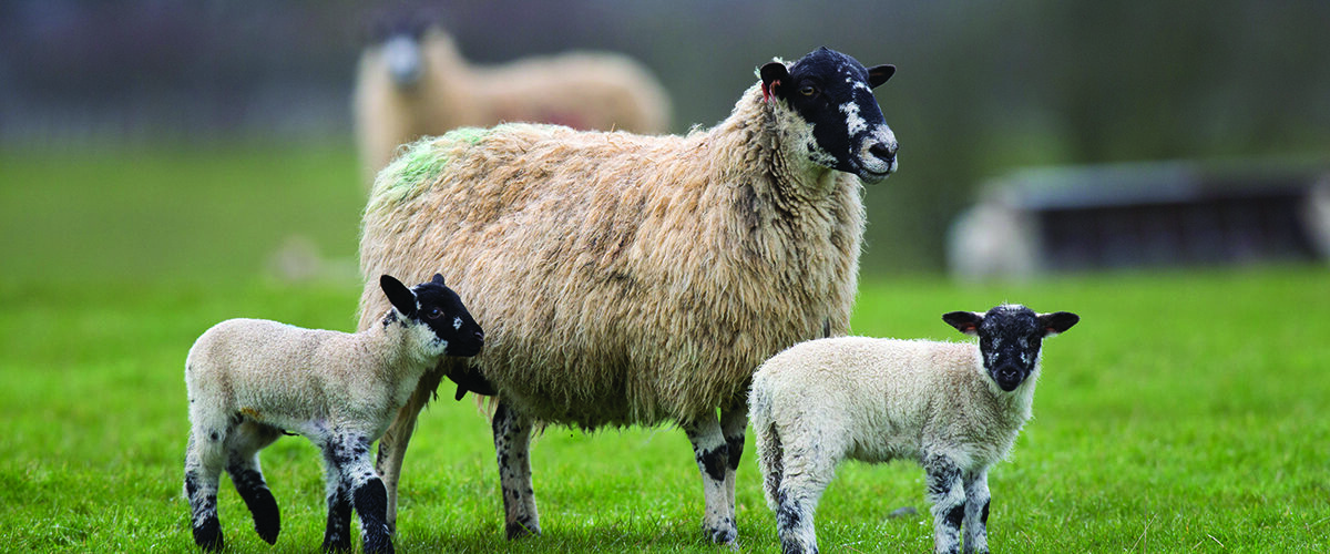 Check body condition at weaning to lift flock returns