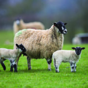 Check body condition at weaning to lift flock returns