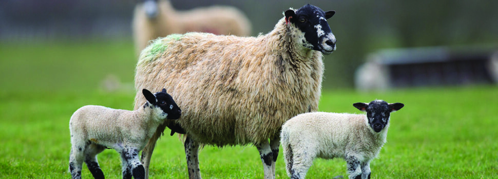 Check body condition at weaning to lift flock returns